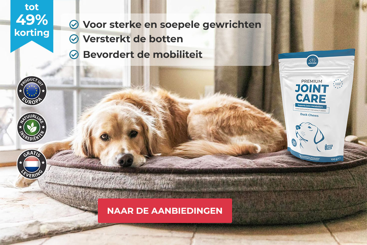 Liggende Hond op een mand met Premium Joint Care Rechts