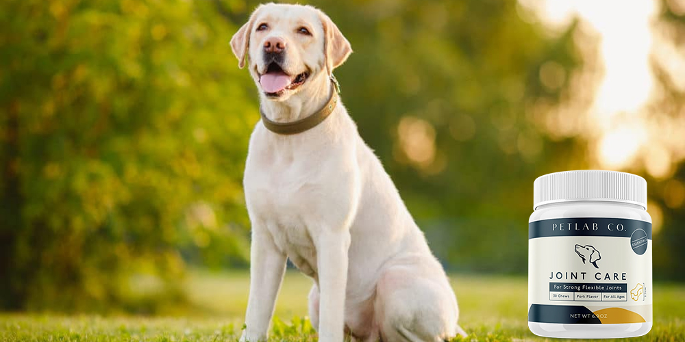 Petlab Joint Care - Golden Retriever zittend op het gras