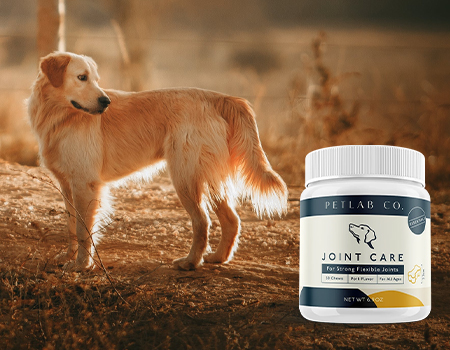 Petlab Joint Care met een Golden Retriever op de achtergrond